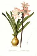 jersey lily
